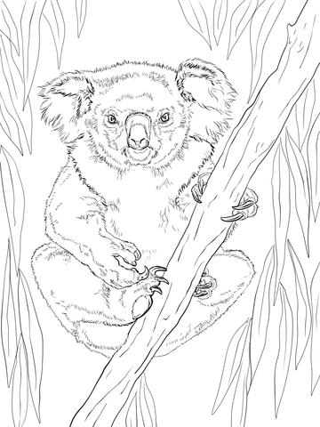 Friendly Female Koala Coloring Page